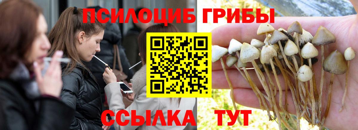 Галлюциногенные грибы Psilocybine cubensis  Вход с VPN  Будённовск 